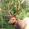 Roosevelt Elk Roosevelt Elk
